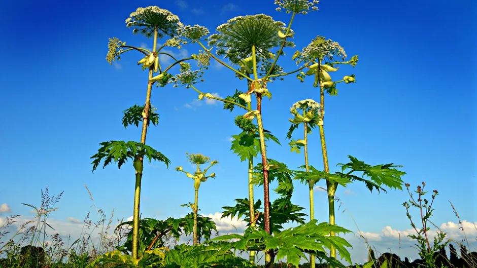 RubrikNatsch-invasiveArten-giant-hogweed-1492294_960_720c.pixabay